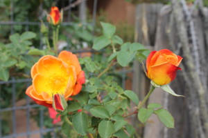 Someone's rose bush.