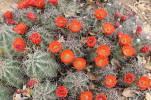 Blooming cactus. I think this is a Barrel Cactus.
