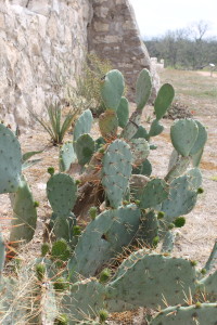 Prickly Pear along the front gate.