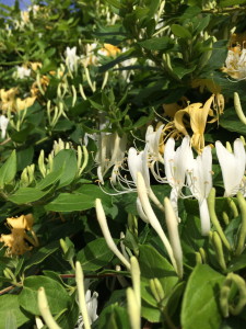 Honeysuckle bush in our courtyard. It smelled heavenly.