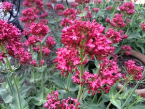 I couldn't tell what flower this was, but it's lovely.